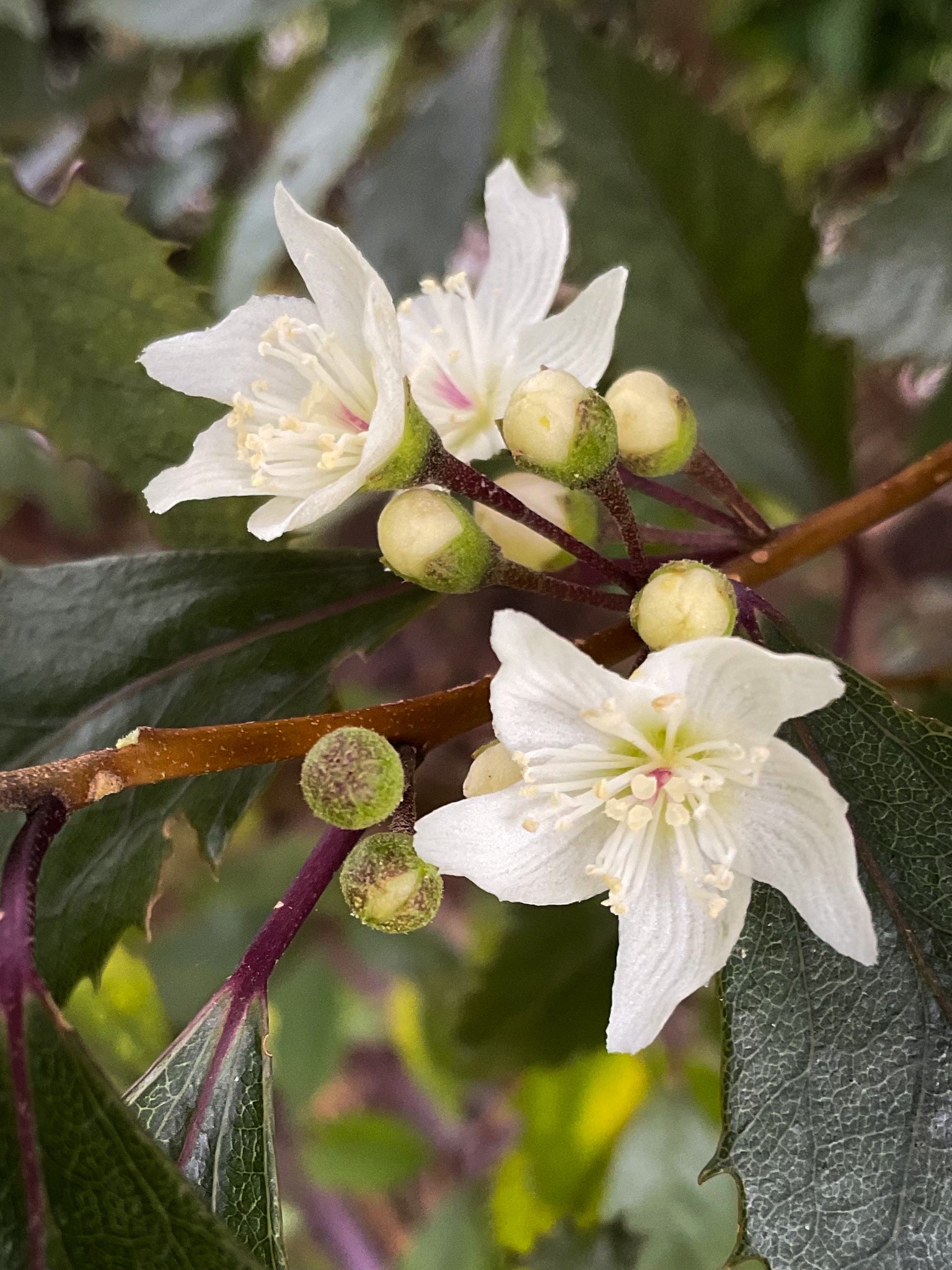 Real World Repair Hand Cream - Hoheria, Pōhutukawa & Mandarin 50ml